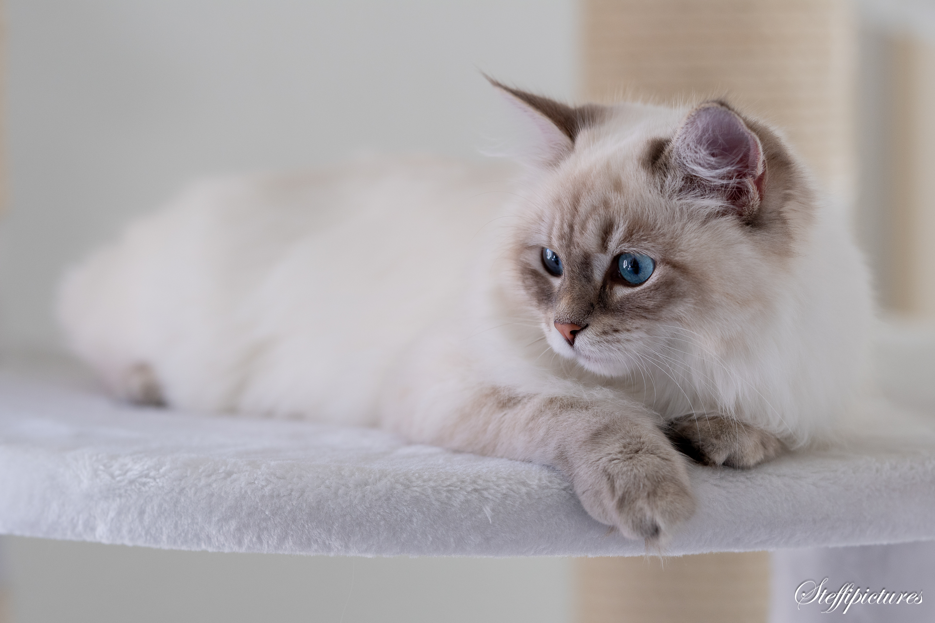 Tiere (116)