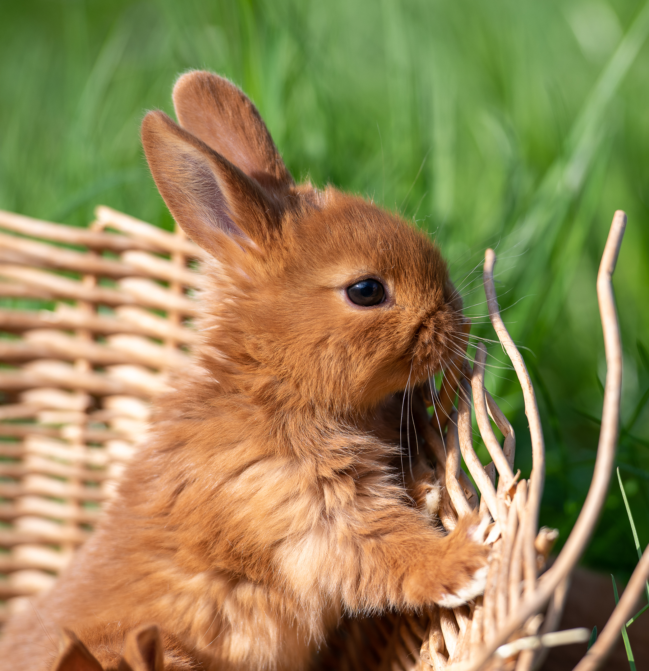 Tiere (5)
