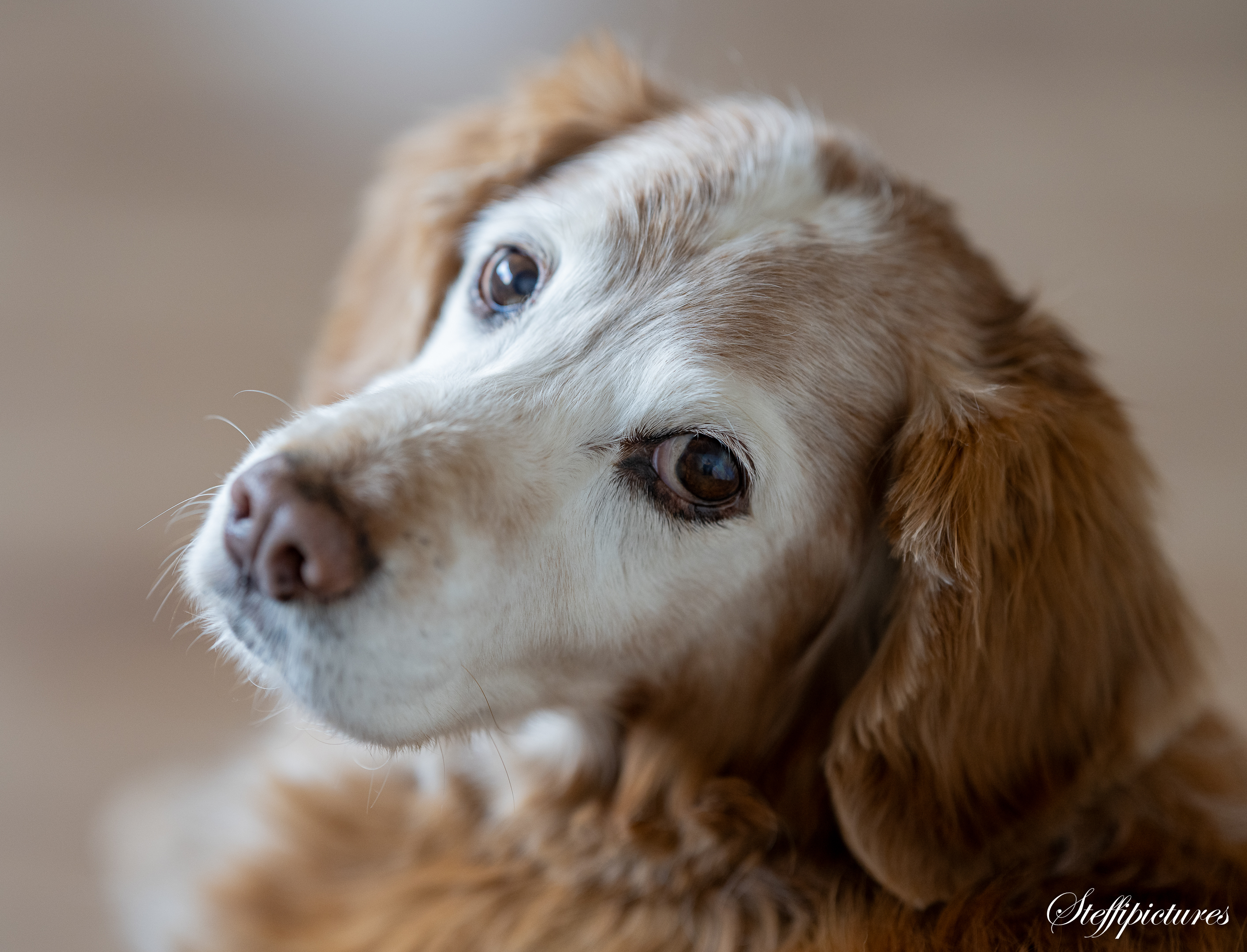 Tiere (86)