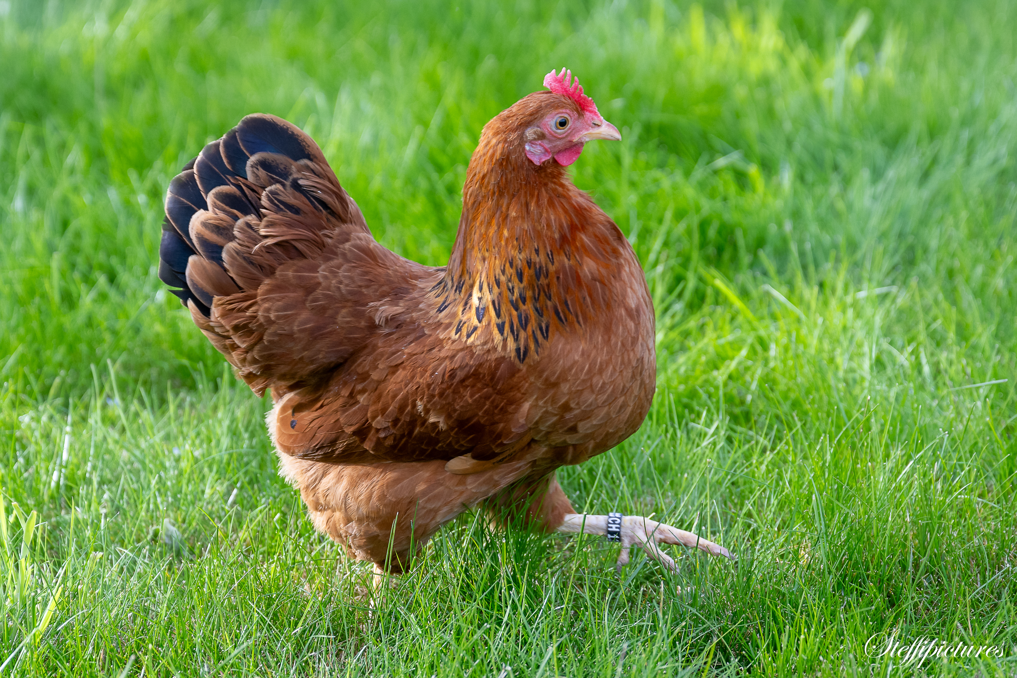 Tiere (94)